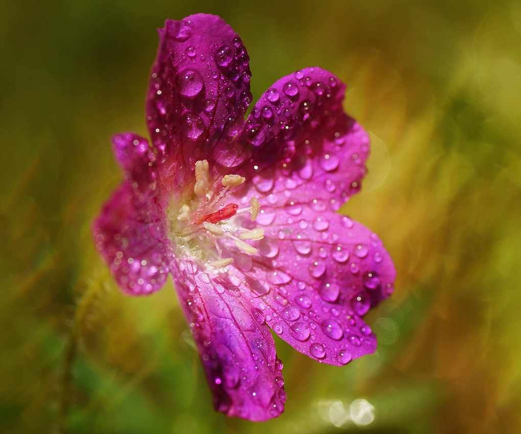 cranesbills Rozanne splashed with rainwater in summer garden