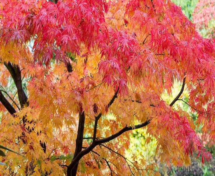 Caring for Japanese Maples: Essential Tips for Vibrant Growth