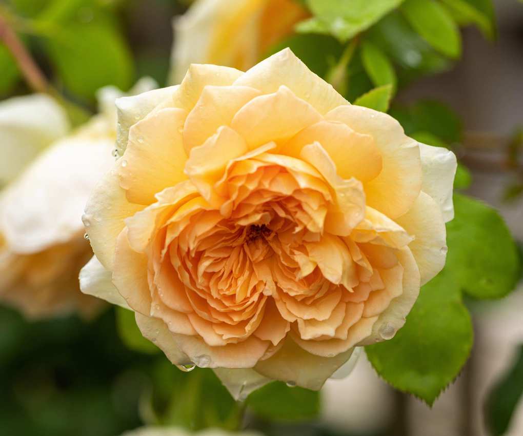 Rosa 'Bathsheba' flowering against garden fence