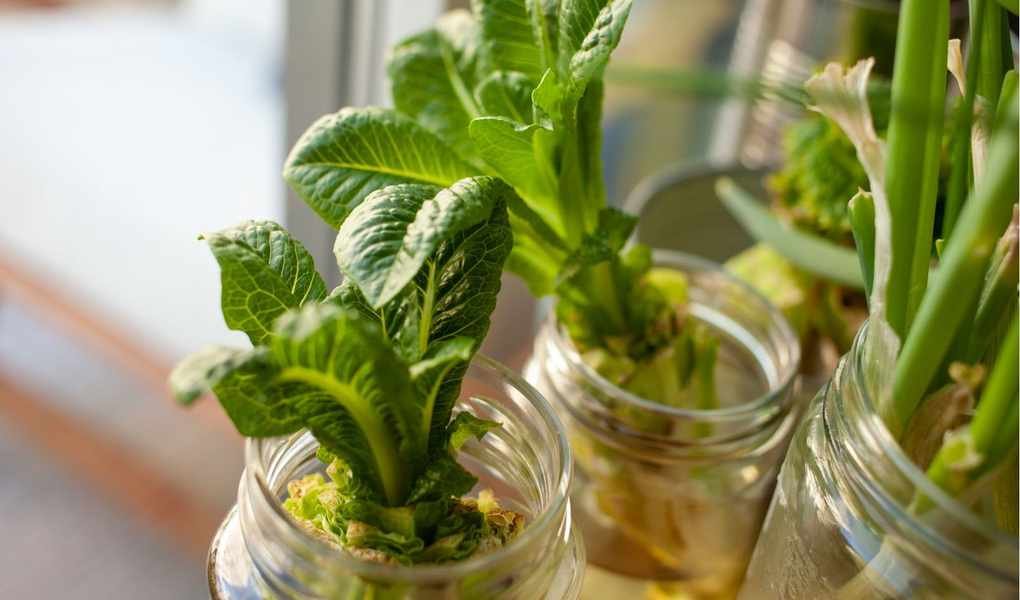 Affordable DIY Hydroponic Garden Ideas: 5 Simple Set-Ups to Try