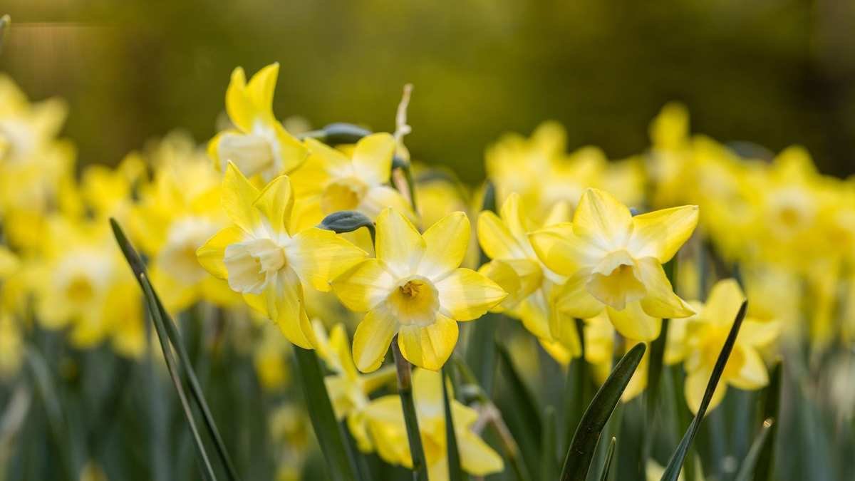 Top Fragrant Bulbs for Fall Planting – 5 Expert Picks for Scented Displays
