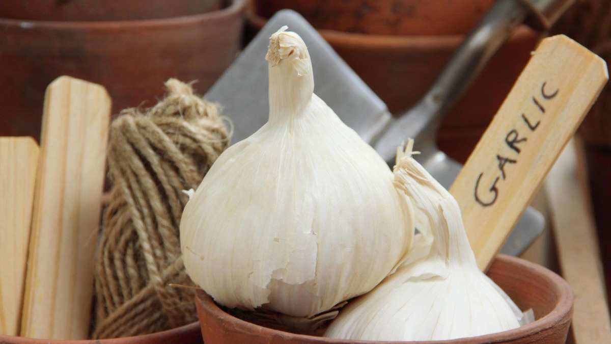 Grow Garlic Indoors: Quick Tips for Fresh Greens and Bulbs