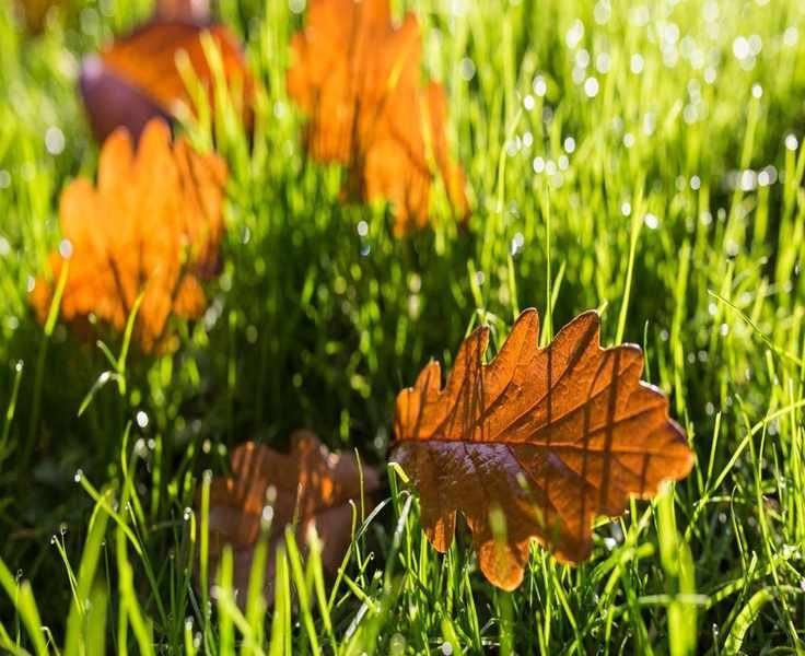 Knowing When to Cease Watering Your Lawn in Fall