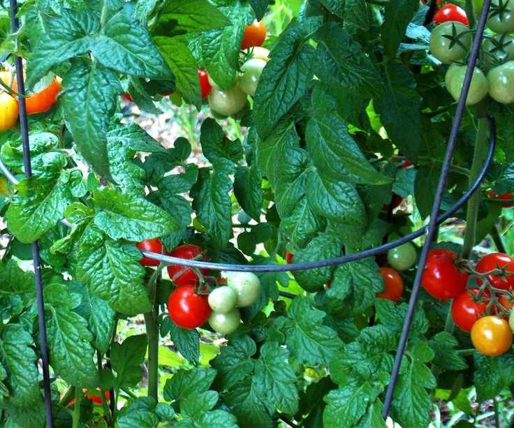 A tomato plant growing inside a cage support