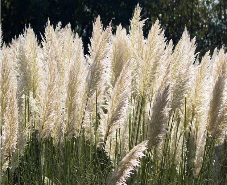 Optimal Timing for Planting Pampas Grass: Expert Tips for Growth
