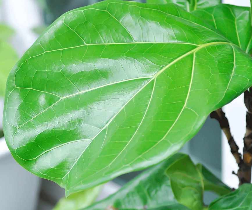 fiddle leaf fig leaf