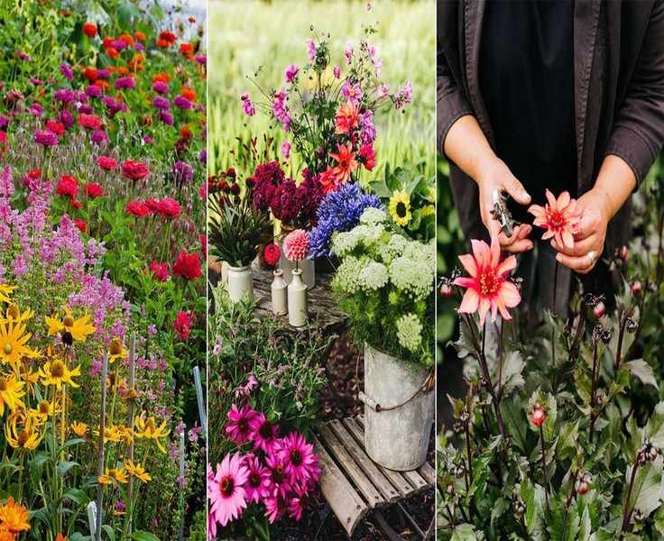 Create a Stunning Cut Flower Garden to Brighten Your Home