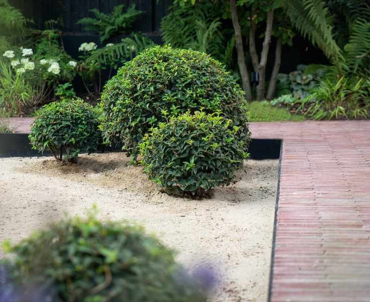 box balls planted in a gravel area in courtyard garden