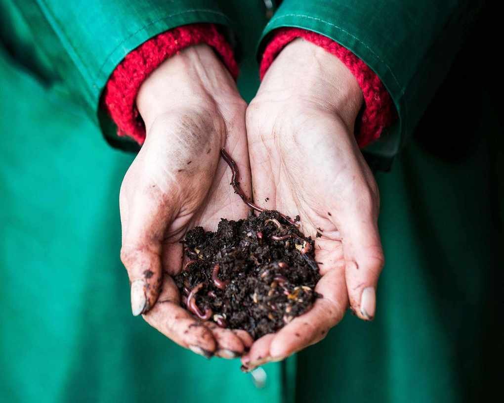 worms for a worm composting