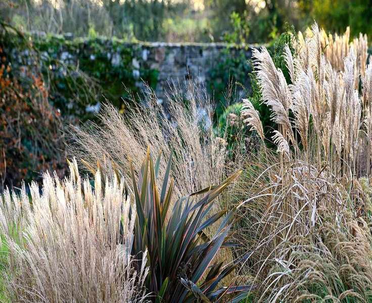 Top Architectural Plants for a Stunning Winter Garden