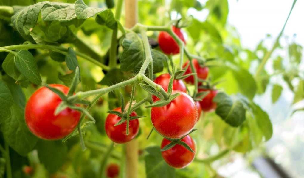 Understanding Tomato Leaf Curl: Common Causes and Quick Fixes