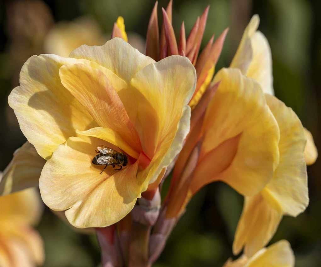 Canna Madame Angele Martin