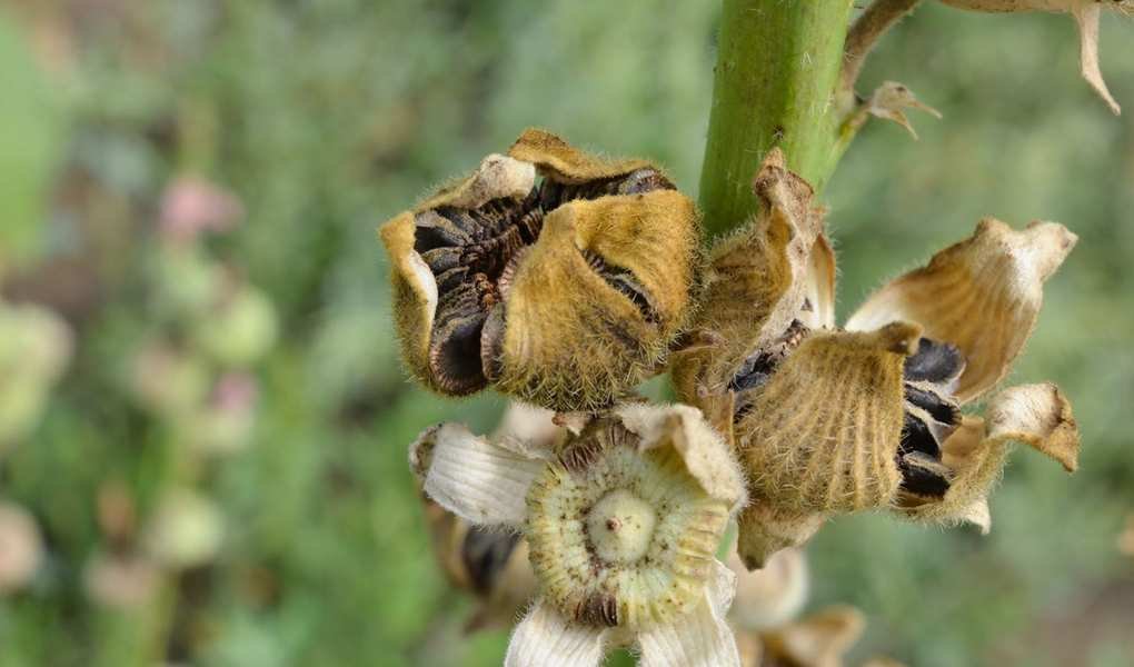 Harvesting Hibiscus Seeds: Simple Tips for Saving and Storing