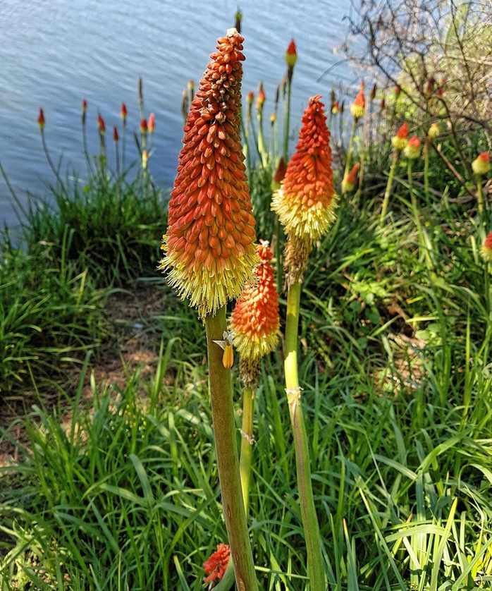 redhot poker kniphofia