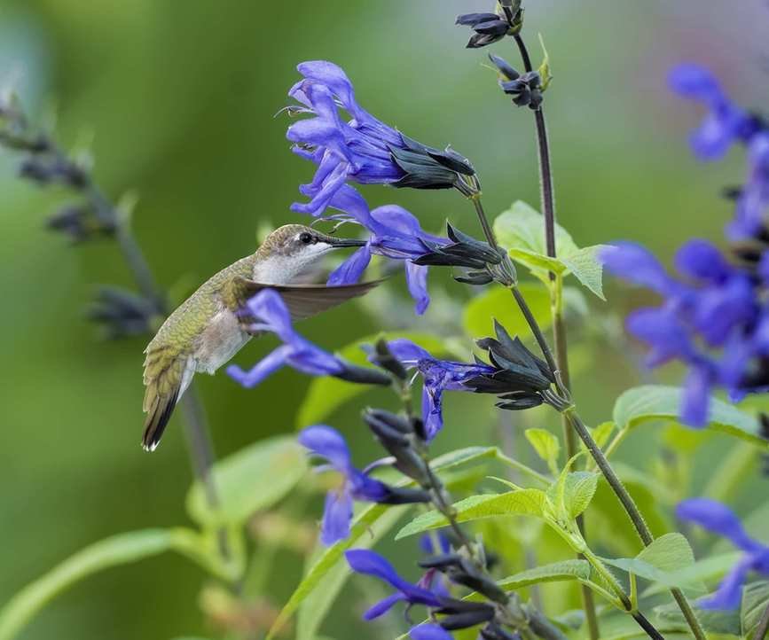 Salvia amistad with a hummingbird feeding on its nectar