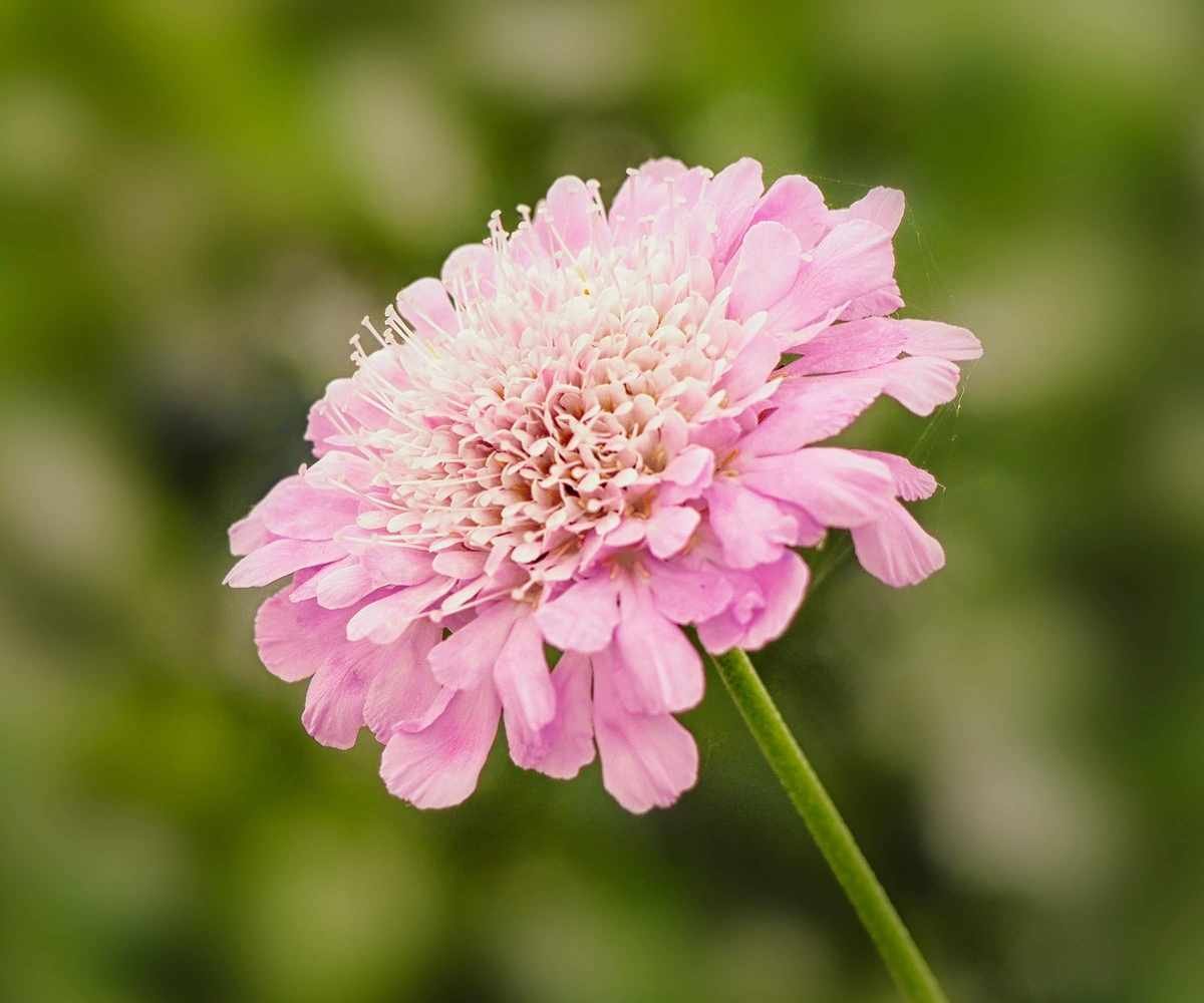 butterfly garden Scabiosa Kudo Pink ('Ichpin') in full bloom in summer
