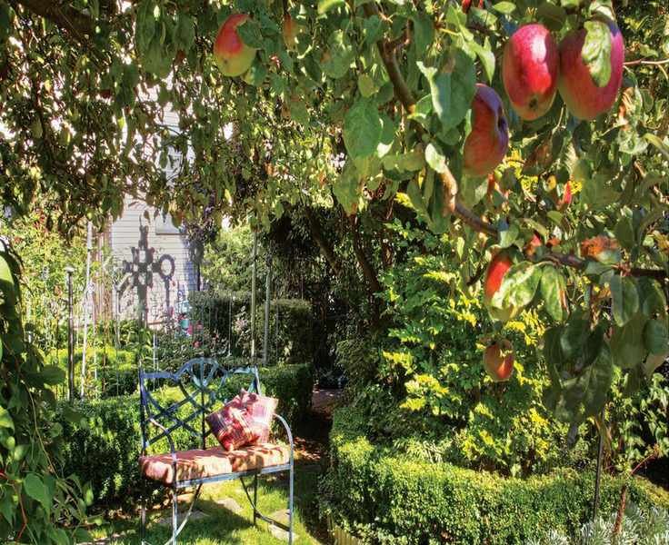 Pruning Fruit Trees: Techniques for Freestanding and Trained Varieties