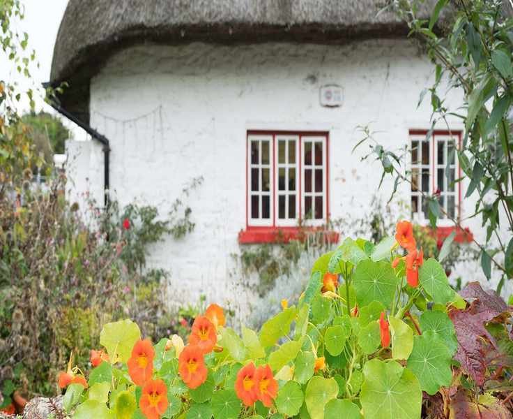 Growing Nasturtium: A Guide to Colorful and Edible Blooms