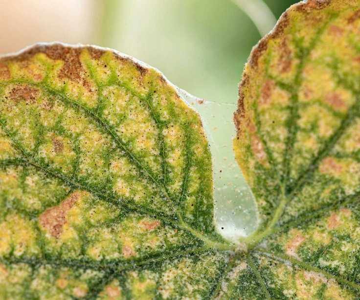 Spider mite webs between two yellowing leaves