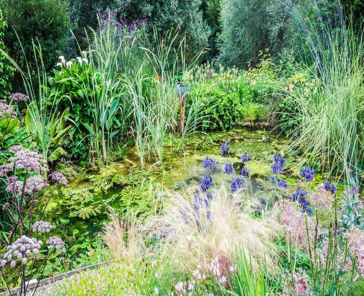 Top Pond Plants for a Beautiful Garden Water Feature
