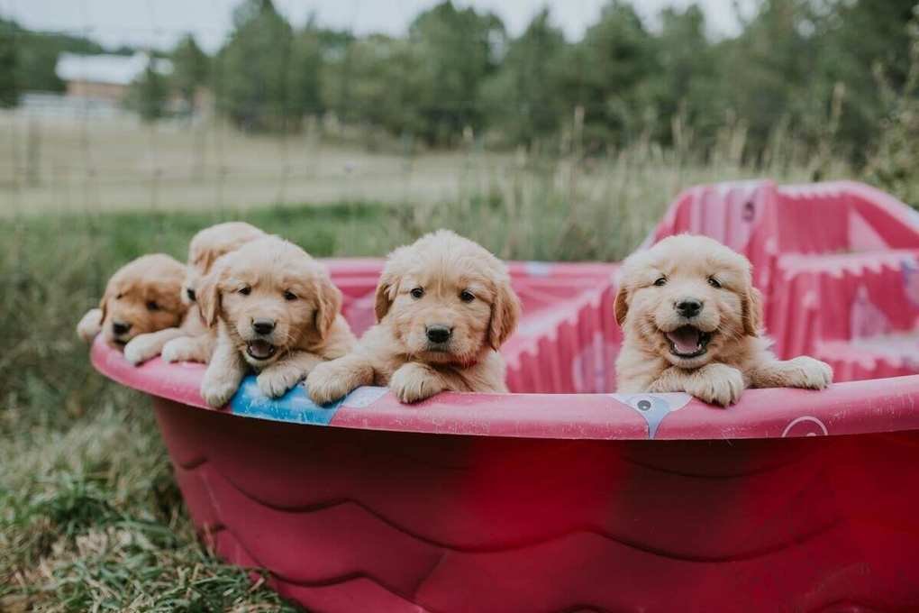Considering Dog Parenthood? Understand the True Costs Involved
