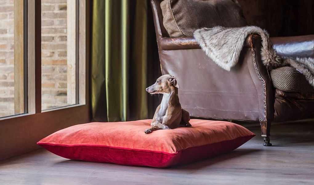 Keeping Your Home Spotless with Pets: Essential Tips for Pet Owners