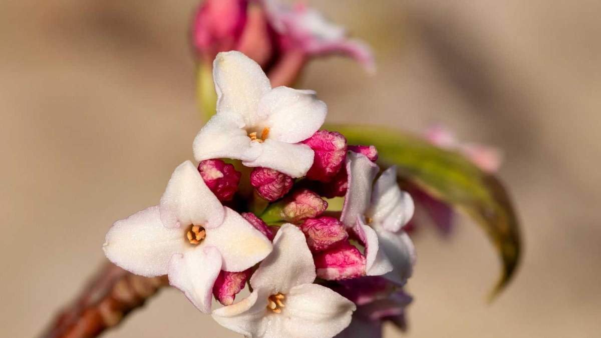 Grow Daphne to Enrich Your Winter Garden with Fragrance