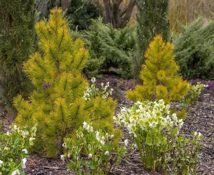 A spring garden planting with white hellebore flowers and Pinus contorta 'Chief Joseph'