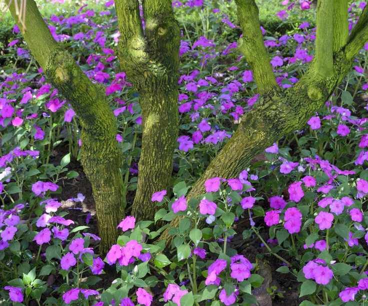 impatiens, Busy Lizzie