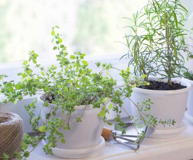 herbs on windowsill