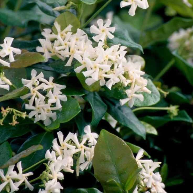 star jasmine from Plants by Mail