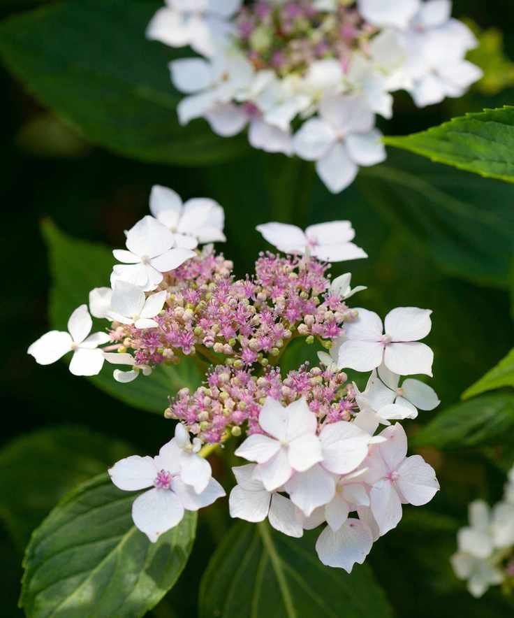 hydrangea Lanarth White flowering in summer border