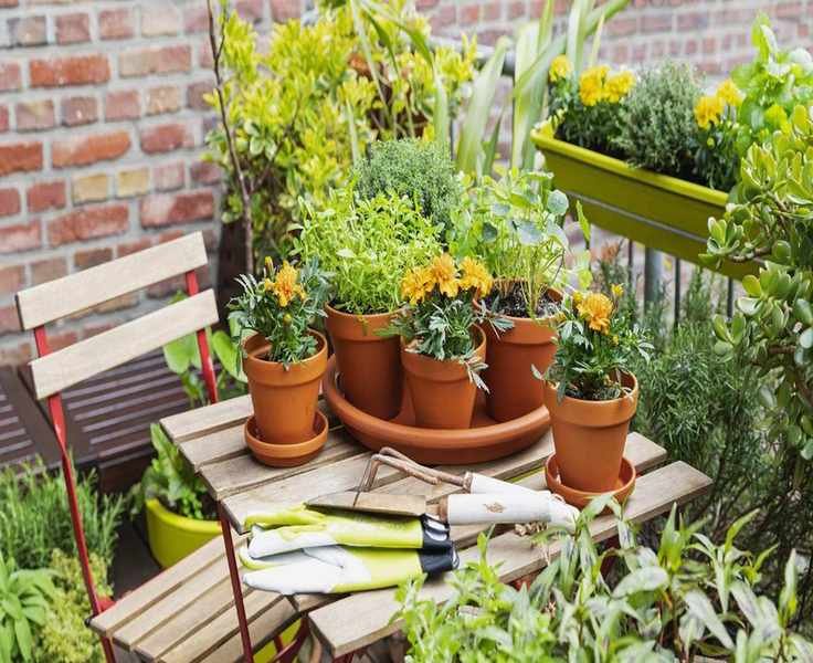 Growing Marigolds in Containers: 5 Essential Steps for Vibrant Blooms