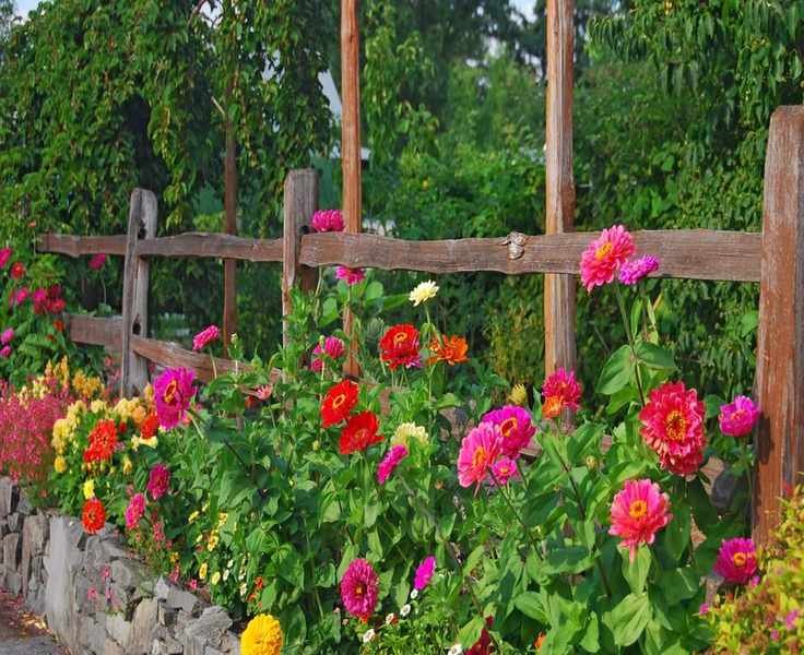Mastering Zinnia Care: Tips for Vibrant Blooms Through Fall