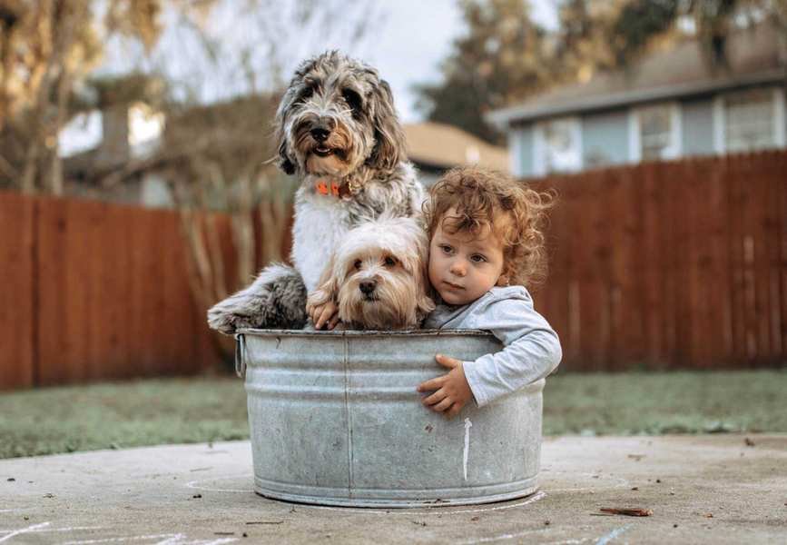 Is Your Budget Ready for Dog Ownership?