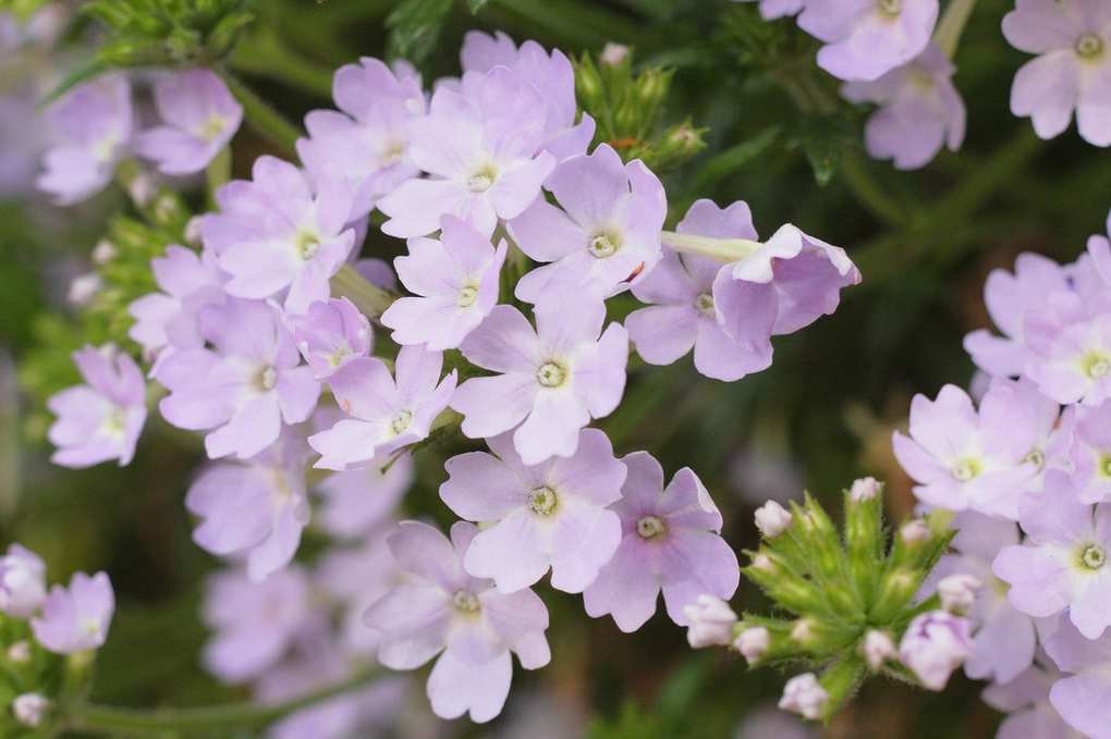 Verbena flowers