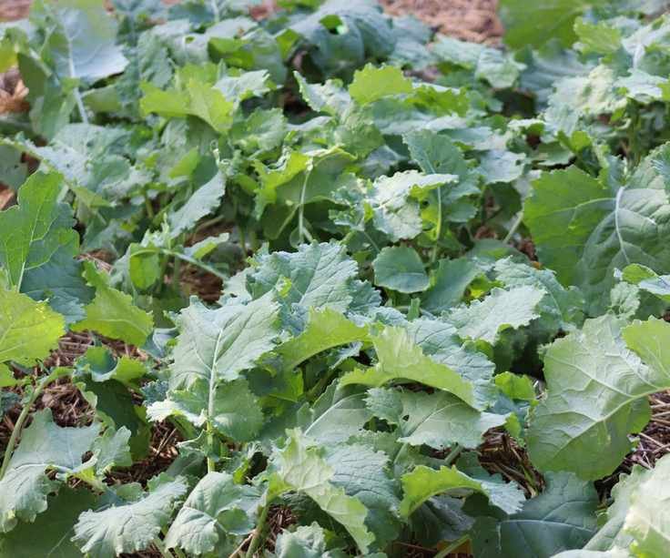 Rutabaga plants growing in a vegetable garden