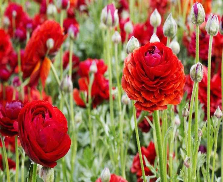 11 Vibrant Spring-Flowering Plants to Brighten Your Garden
