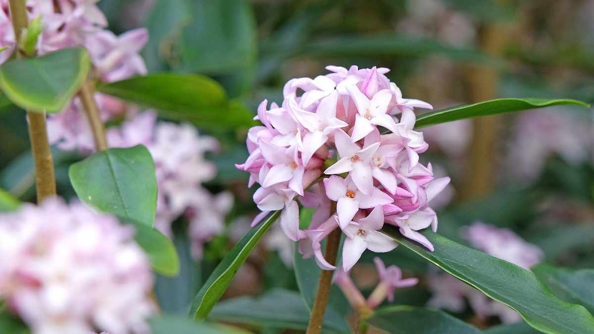 5 Shrubs You Should Never Hard Prune for a Healthy Garden