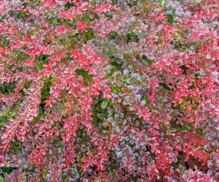berberis 'Atropurpurea Nana' flourishing in fall container display