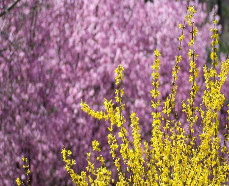 Growing Forsythia: Your Guide to This Hardy Spring Blooming Shrub