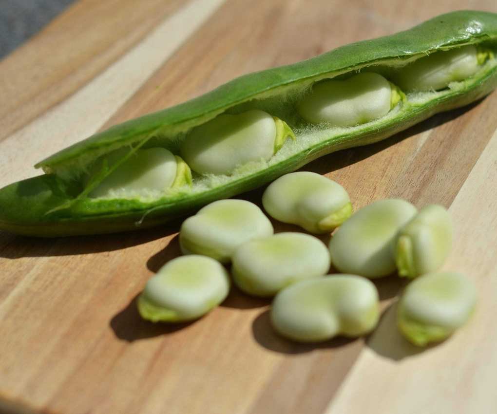 Fava bean pods and beans on a wooden board