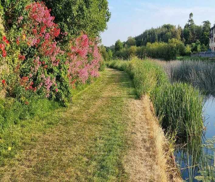Ditch Plants: Resilient Perennials for Drought and Flood Conditions