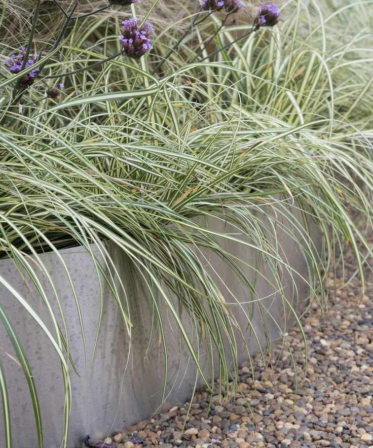 low raised flower bed edged in sheets of sleek metal