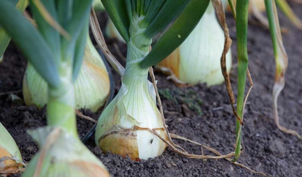 Onion Seeds or Onion Sets: Which is Best for Your Garden?