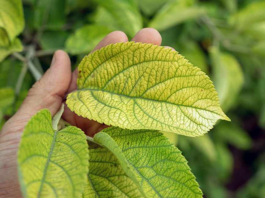 yellow apple leaf showing nutrient deficiency