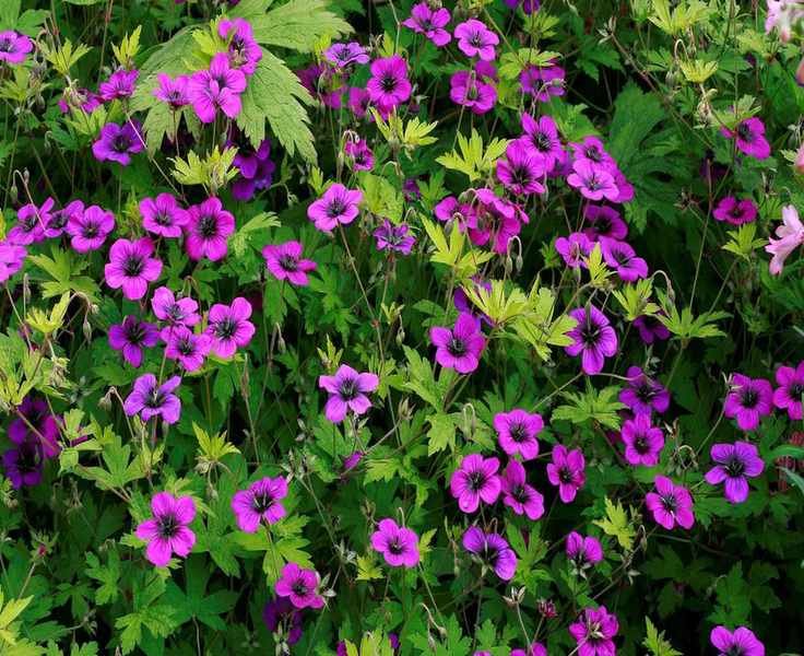 Expert Tips for Keeping Geraniums Blooming All Year Round