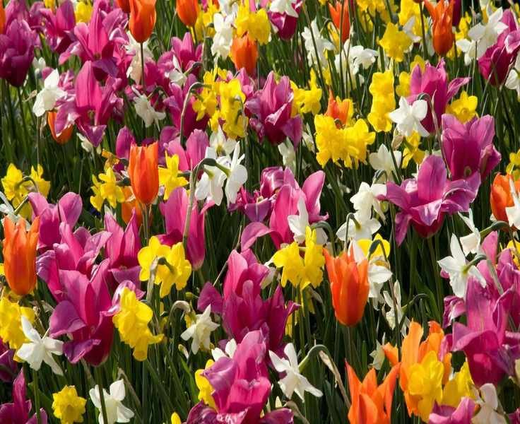 Fall Bulb Planting: 12 Creative Ways to Brighten Your Garden
