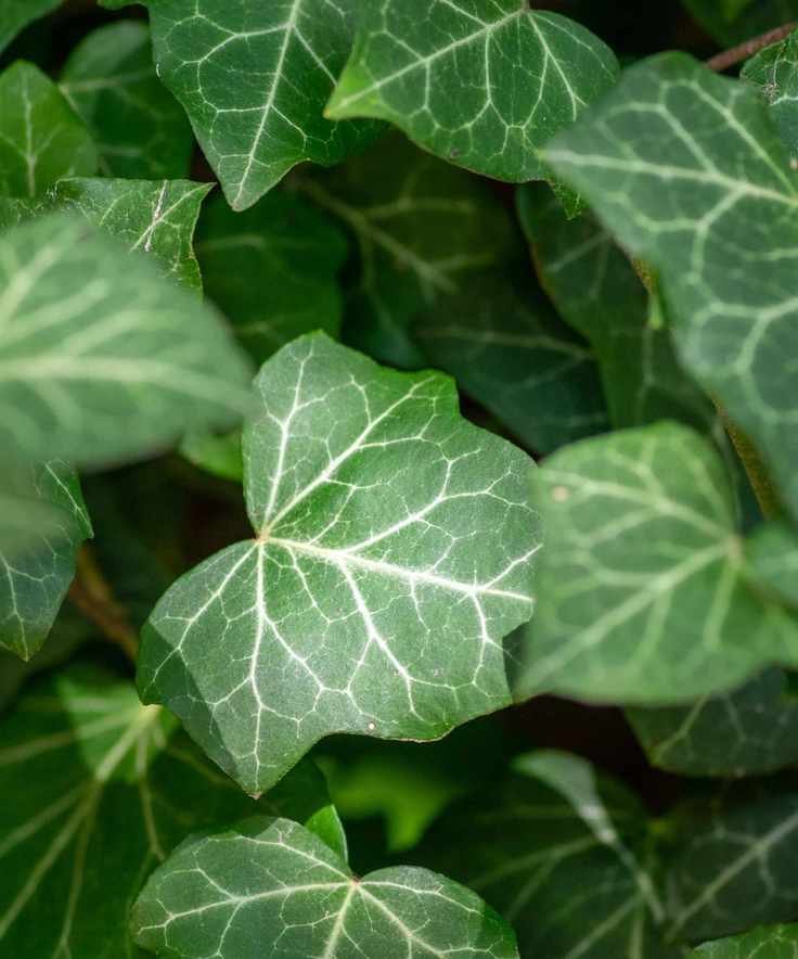 Effective Ways to Eliminate Ivy Using Vinegar