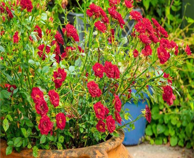 Growing Mini Rose Plants Outdoors: Simple Steps for Success